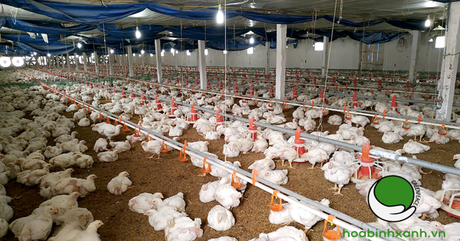 Mô hình nuôi gà trang trại kín 